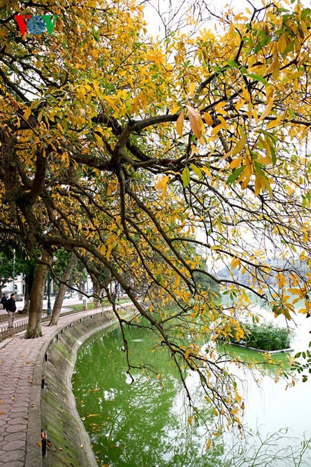 The ancient lecythidaceae trees by Hoan Kiem lake are shedding their leaves   - ảnh 6